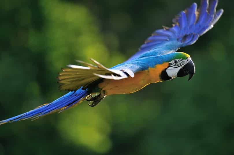 Flying Blue and yellow Macaw