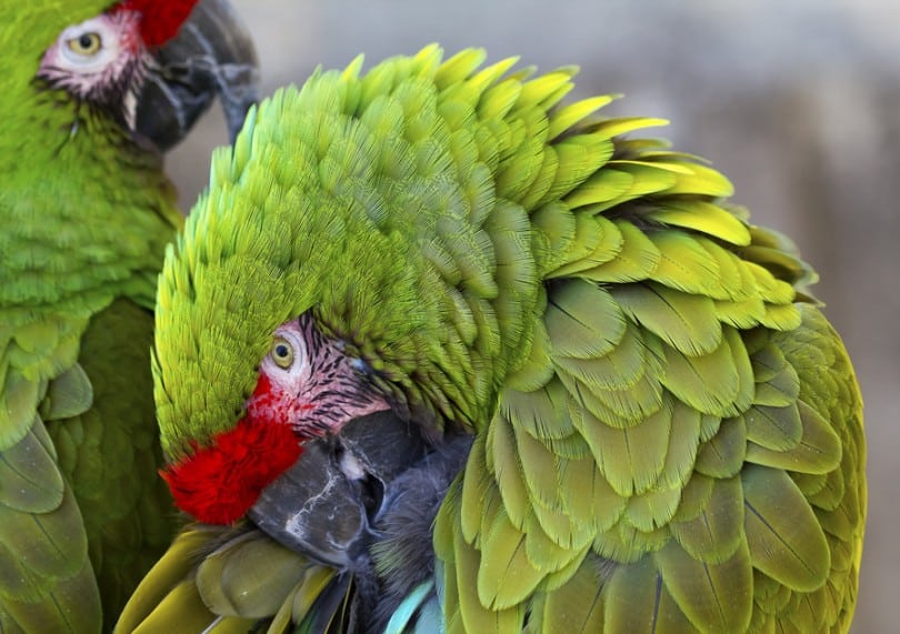 Green Feathers Military Macaws