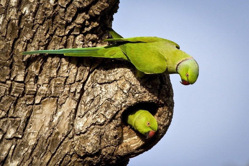 rose ringed parakeet pair