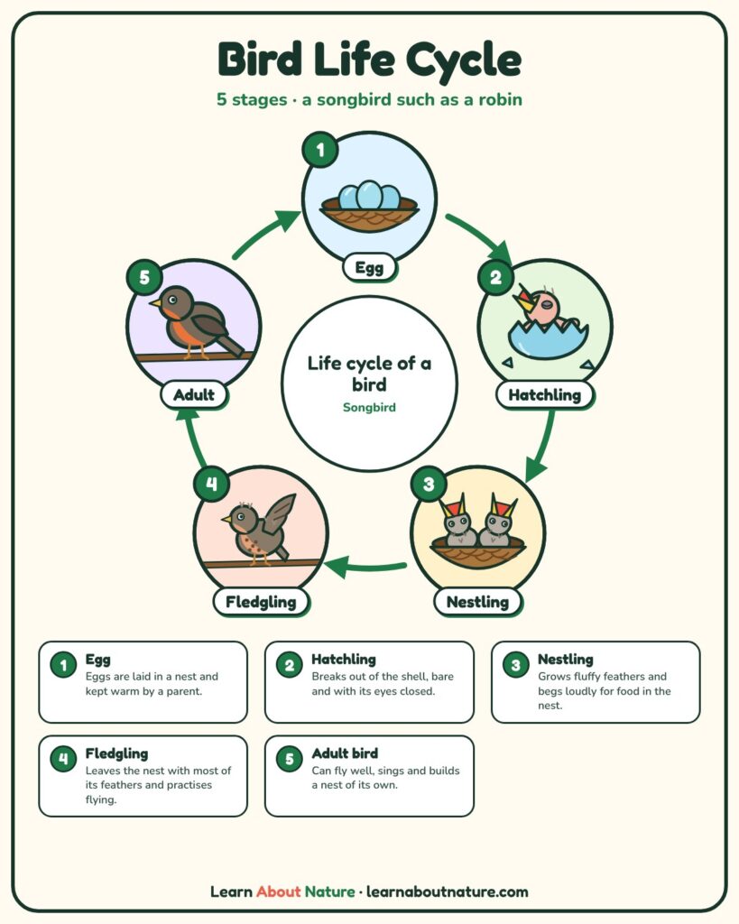 Bird Life Cycle diagram showing egg, hatchling, nestling, fledgling and adult bird stages