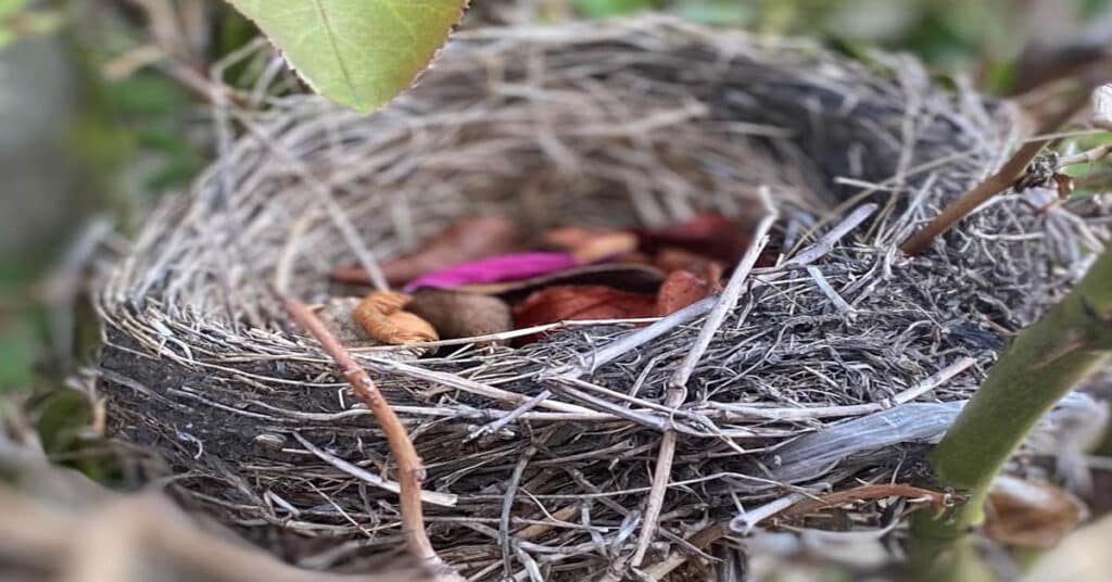 birds nest
