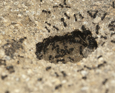 Nest of Black Ants