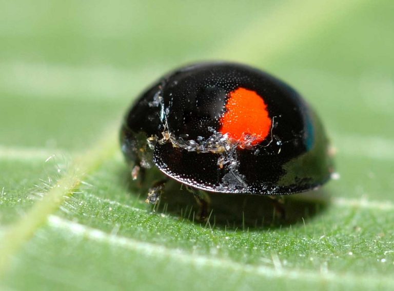 Black Ladybug Learn About Nature 