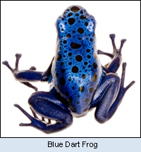 Blue tart frog