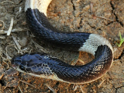 Blue Krait Snake