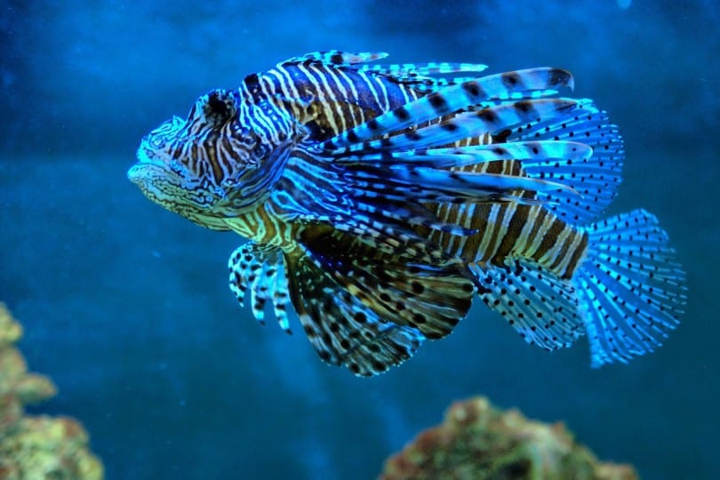 Blue Tropical Fish