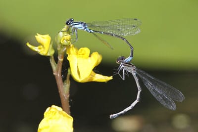 Bluet Damselfly Mating on a Bladderwort Flower