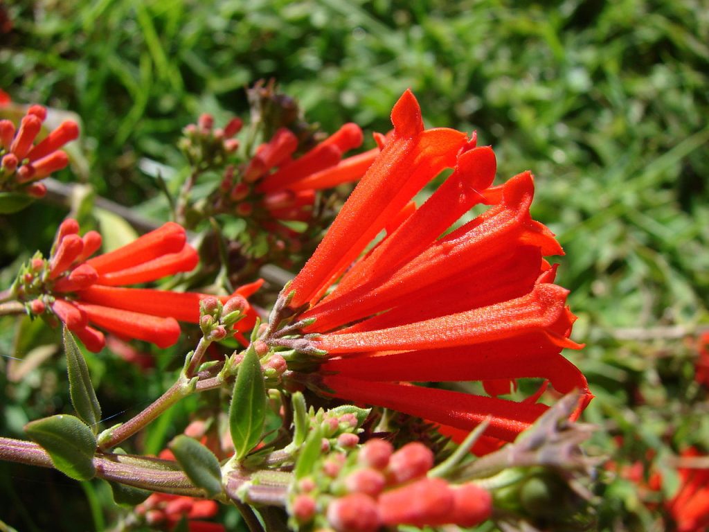 Bouvardia Flowers