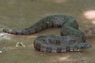 Brown Water Snake