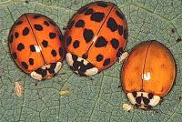 Multi-colored Asian Ladybug