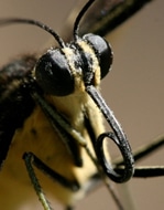 Close-Up of a Butterfly's Proboscis
