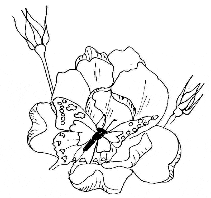 Butterfly Flowers Coloring Pages