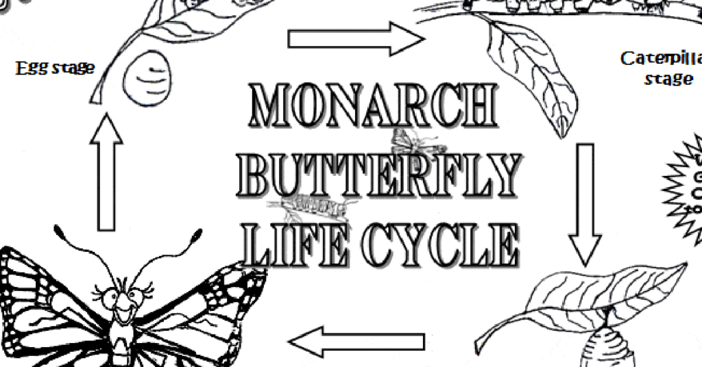 Monarch Butterfly Life Cycle