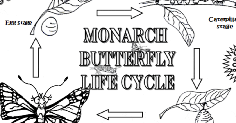 Monarch Butterfly Life Cycle Coloring Page
