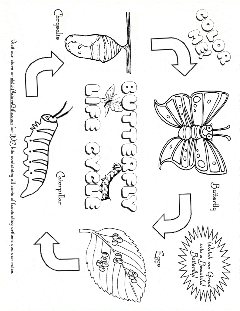 Butterfly Life Cycle Coloring Page   Learn About Nature