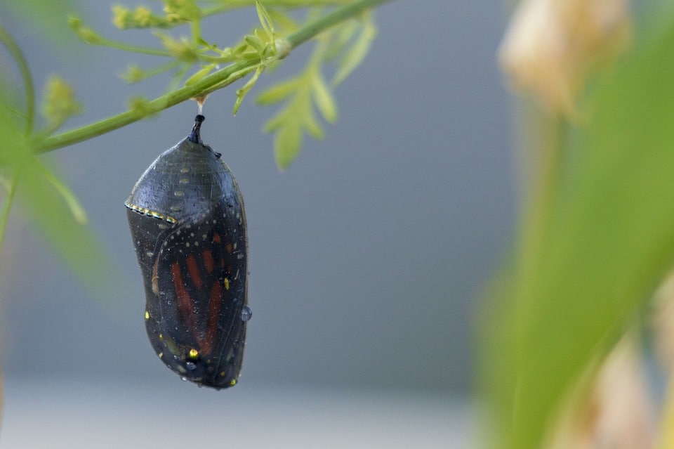butterfly pupae