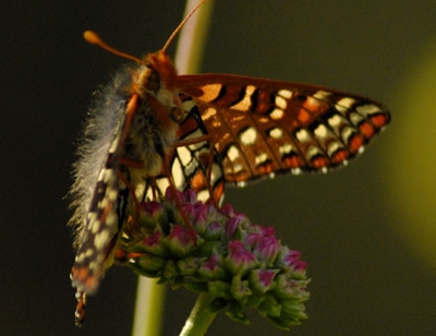 butterfly 3