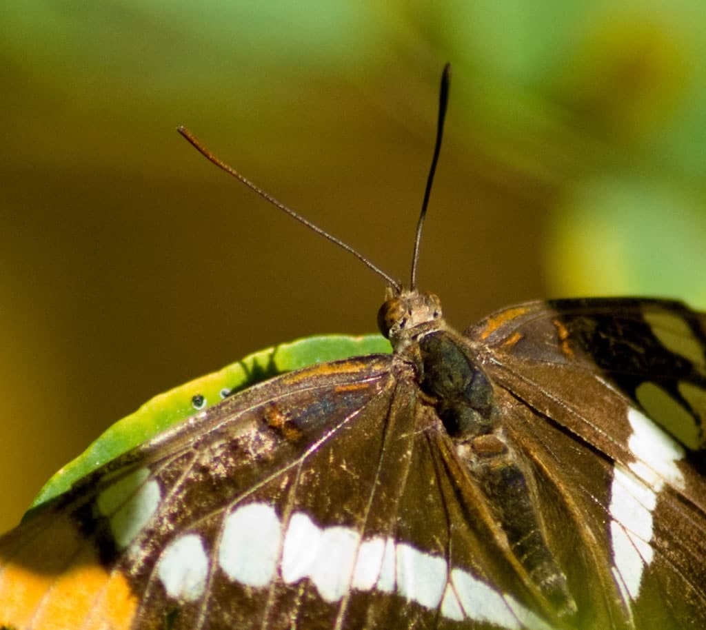 butterfly 43