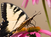 Butterfly Is Eating Nectar from  a Flower