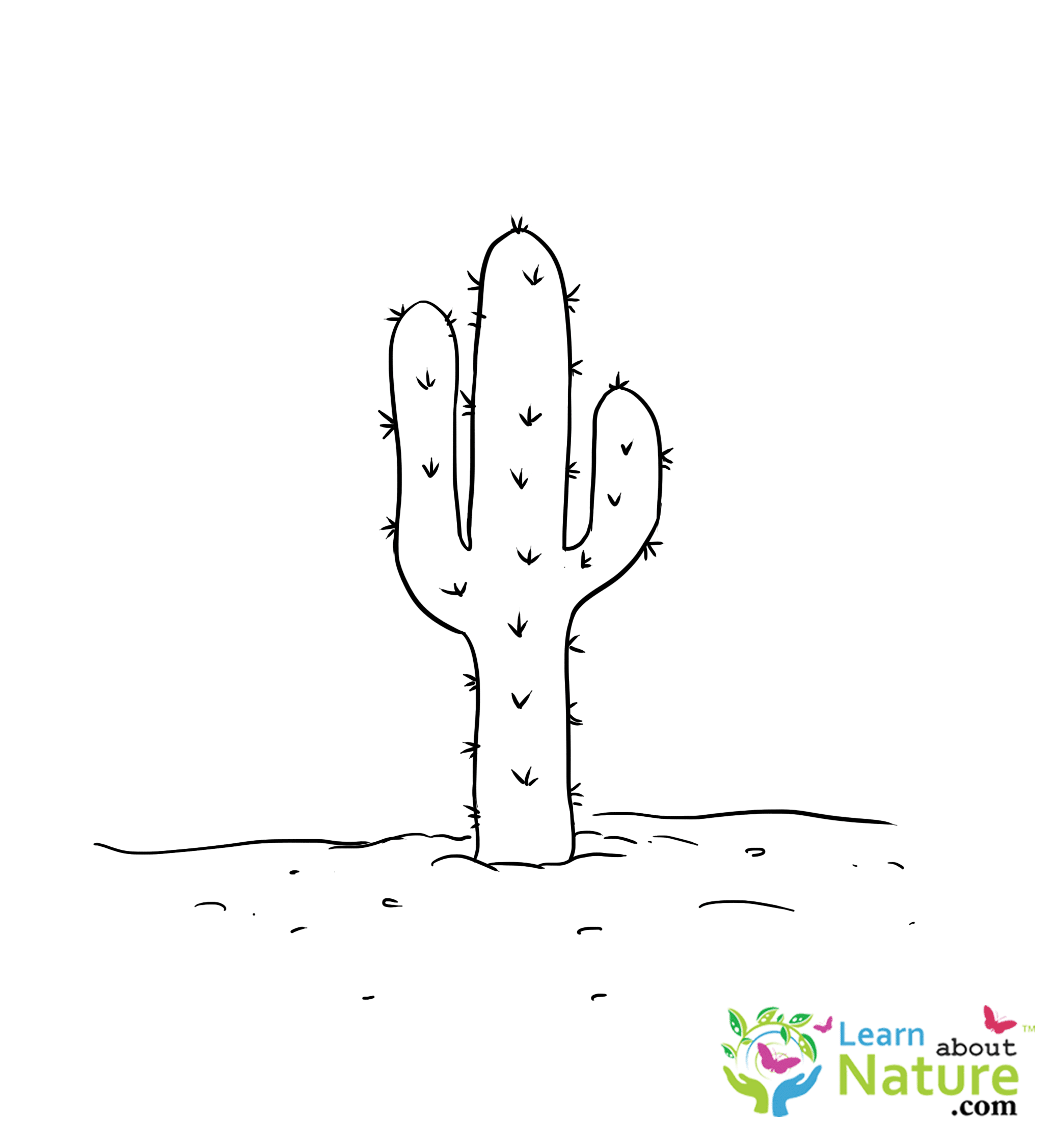 Cactus Coloring Page   Learn About Nature