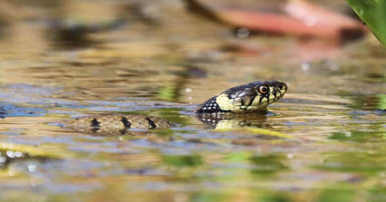 Can Snakes Swim?