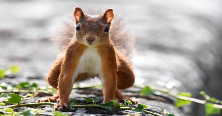 Can Squirrels Die From Falling?