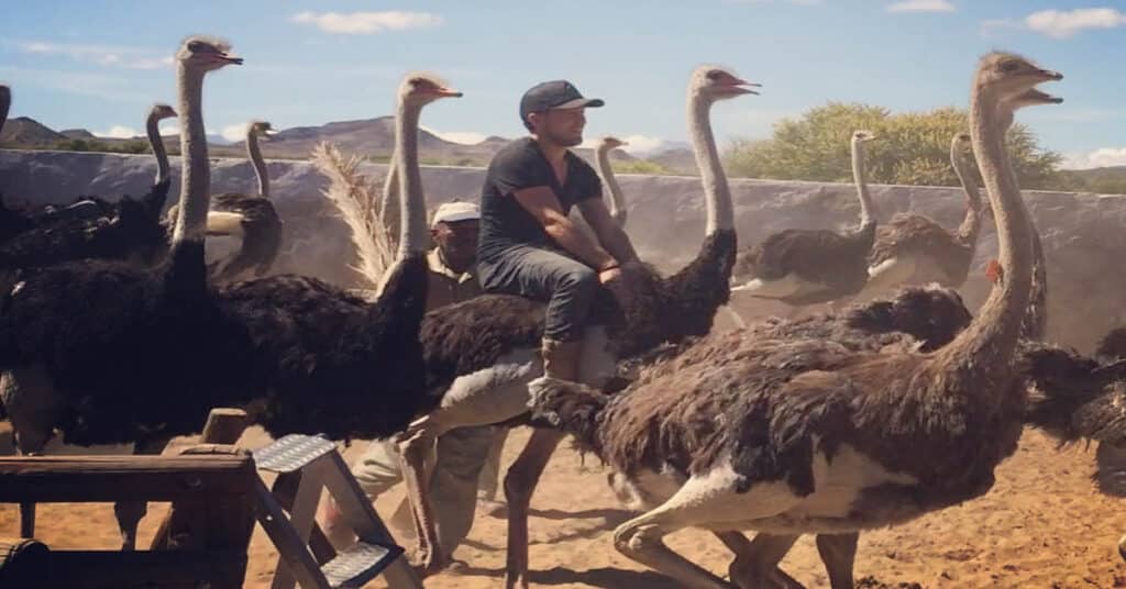 can you ride an ostrich