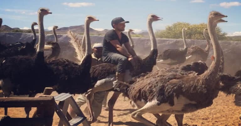 Can You Ride an Ostrich?
