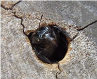 Carpenter Bee in Wood Hole