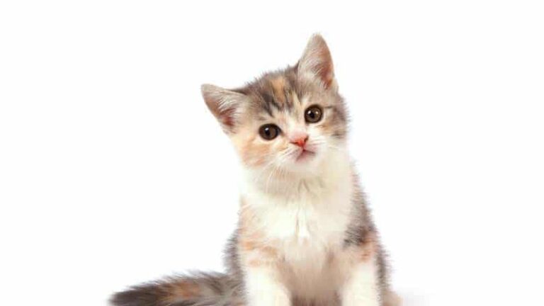 What Does Spaying or Neutering a Cat Entail?