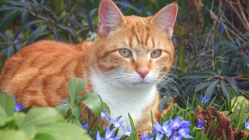 Cat and Flowers