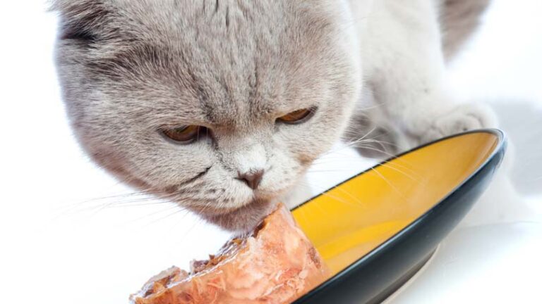 How to Read a Cat Food Label
