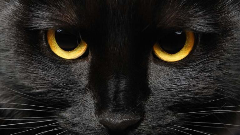 Do Black Cats Really Cause Bad Luck?