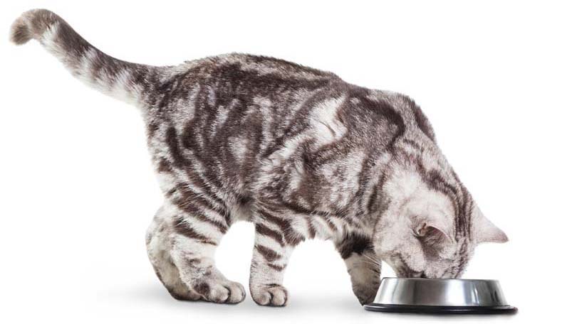 Cat Eating from Bowl