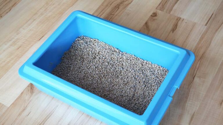 Sly Ways to Camouflage Your Cats Litter Box