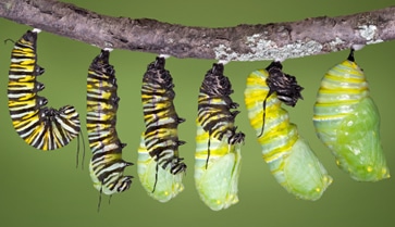 Caterpillar Becoming a Chrysalis