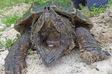 snapping turtle 3