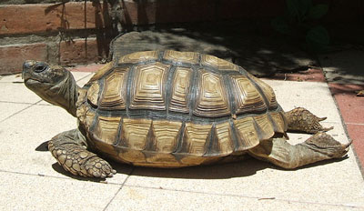 Chaco Tortoise