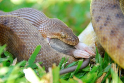 Children's Python Eating a Small Rat