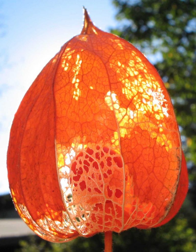 Chinese Lantern Flowers Alluding to a Symbol for Protection