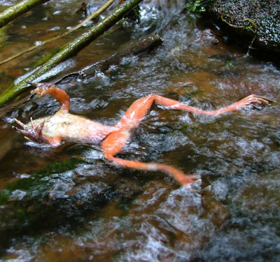 chytrid infected frog
