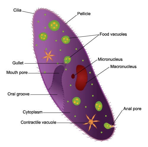 Ciliates - Learn About Nature