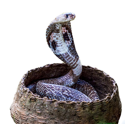 Cobra Snake in Basket