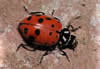 Ladybug Adult
