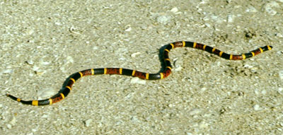 Detailed Article about Coral Snakes