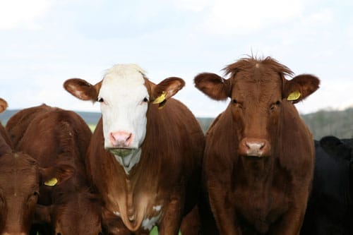 cow01 - Learn About Nature