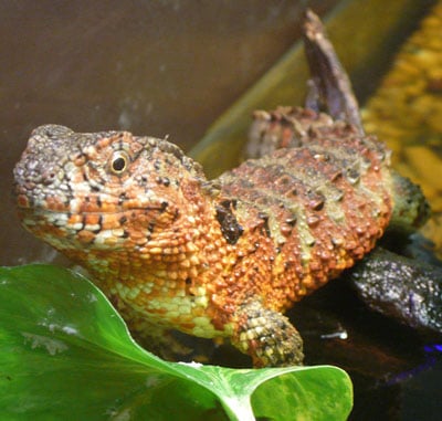 Chinese Crocodile Lizard
