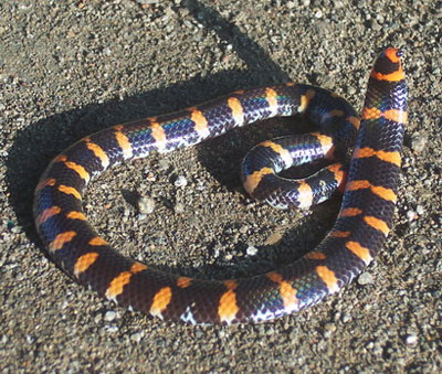 Cylindrophis Ruffus