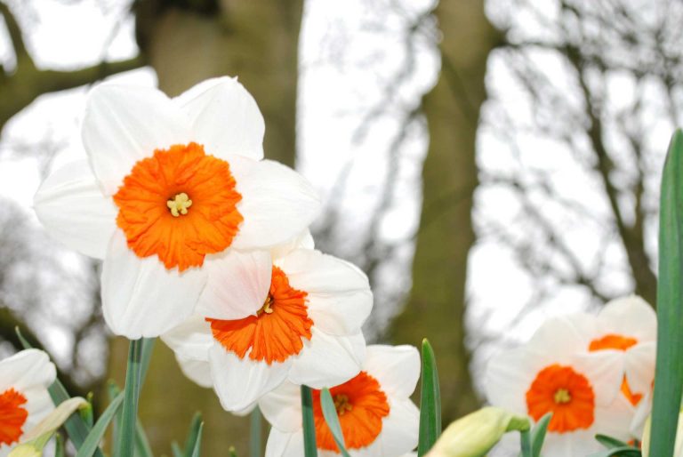 Daffodils – The Flowers that Inspired William Wordsworths Poem