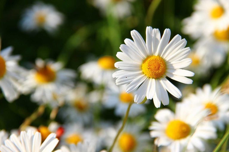 Spring Flowers: Daisy Flowers